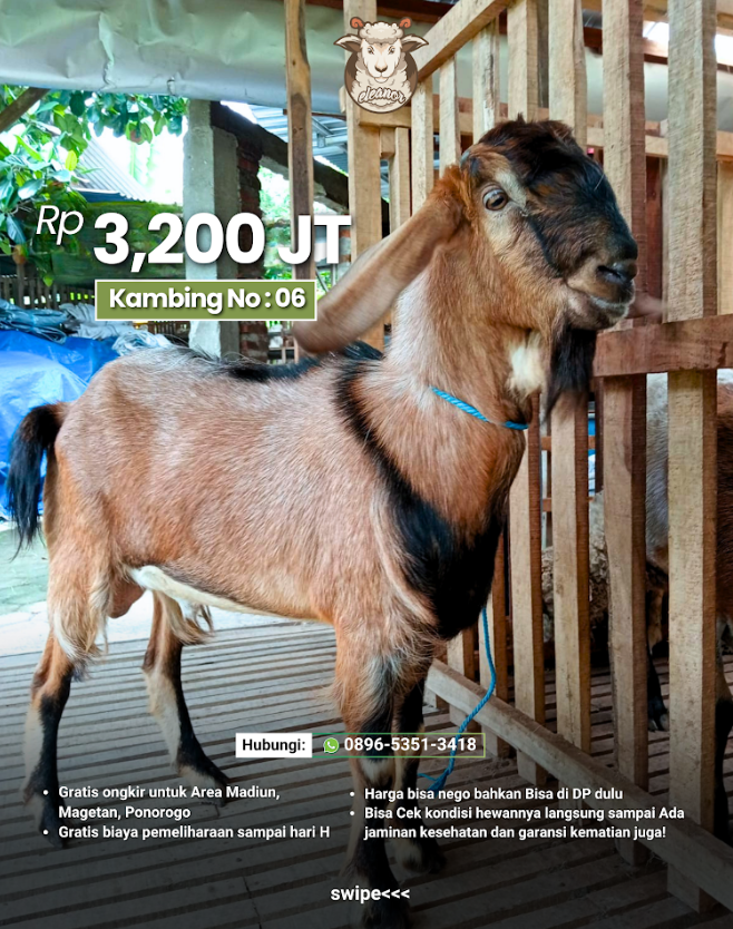 Kambing Qurban A-06