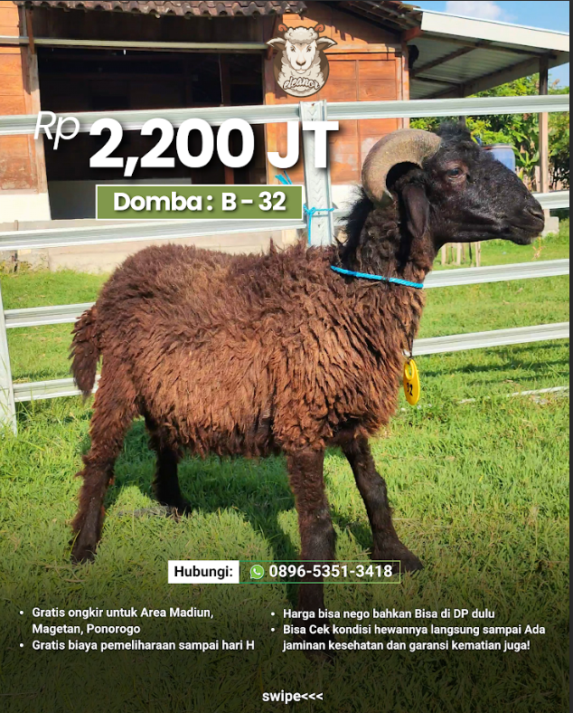 Kambing Qurban B-32
