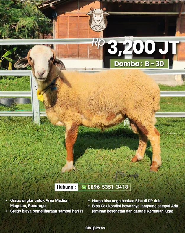 Kambing Qurban B-30