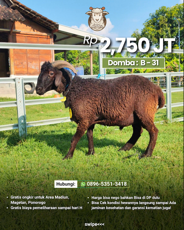 Kambing Qurban B-31