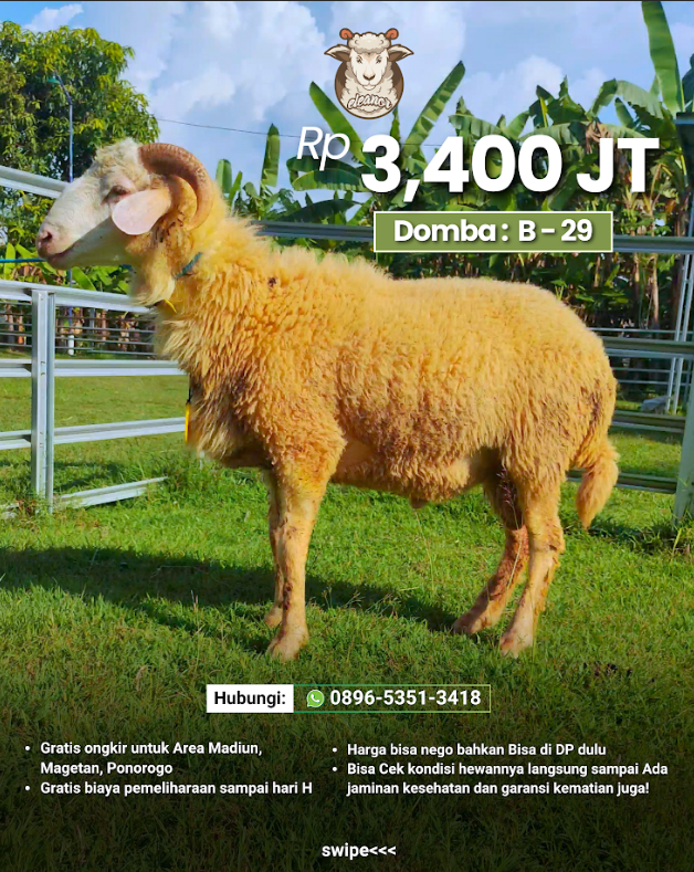 Kambing Qurban B-29