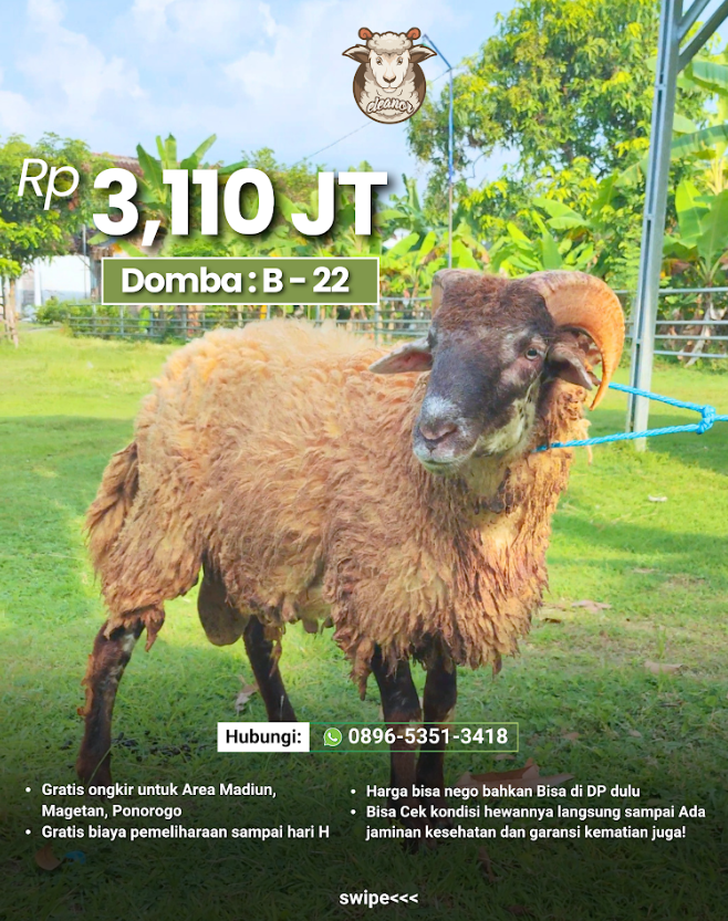Kambing Qurban B-22