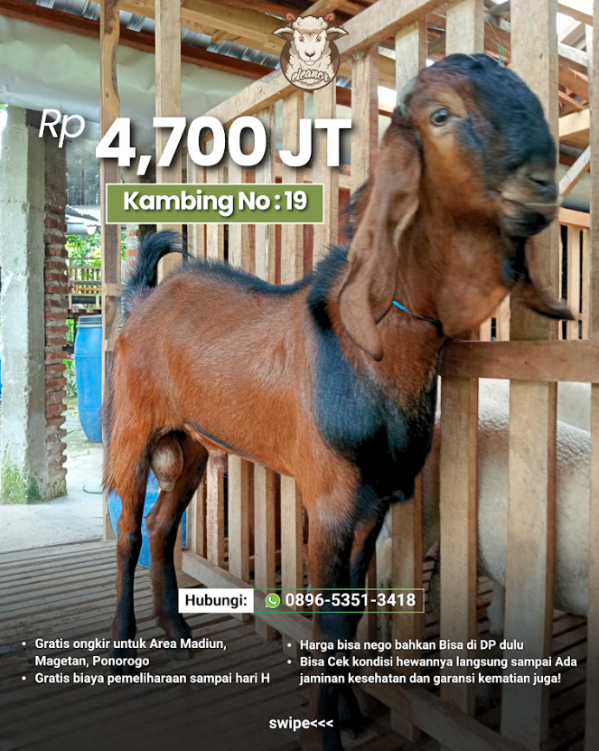 Kambing Qurban A-19