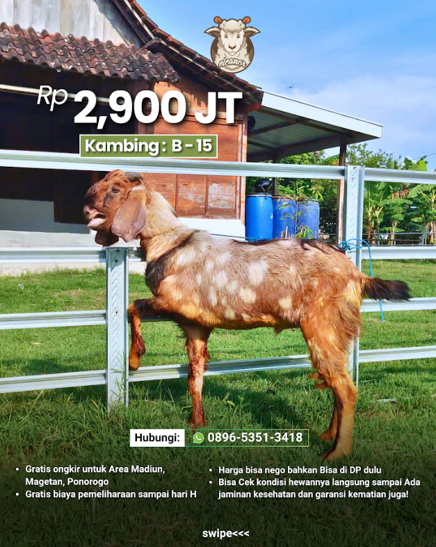 Kambing Qurban B-15