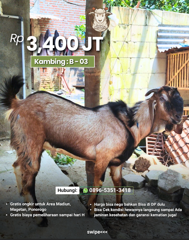 Kambing Qurban B-03
