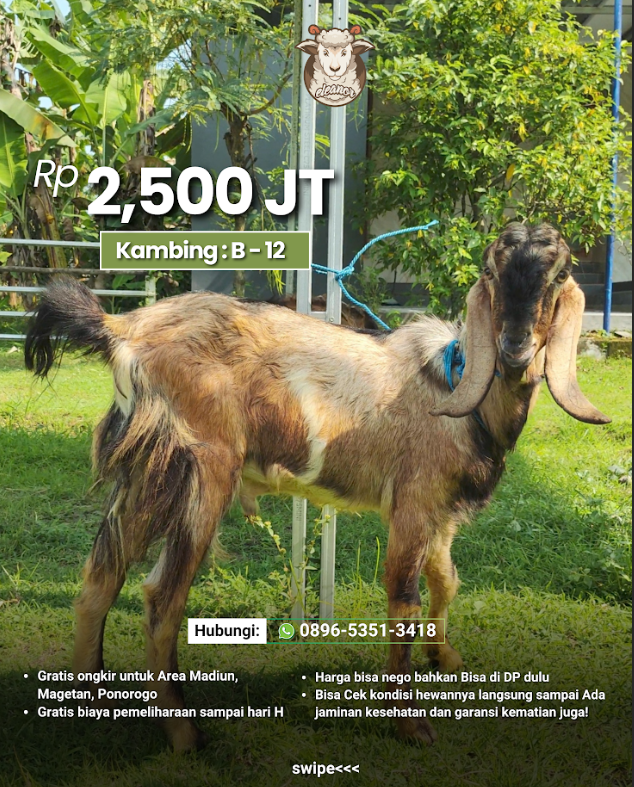 Kambing Qurban B-12