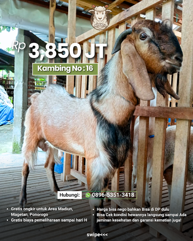 Kambing Qurban A-16
