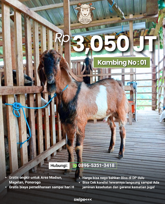 Kambing Qurban A-01