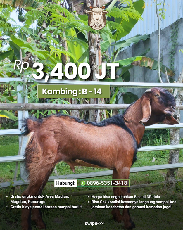 Kambing Qurban B-14