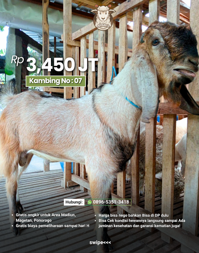 Kambing Qurban A-07