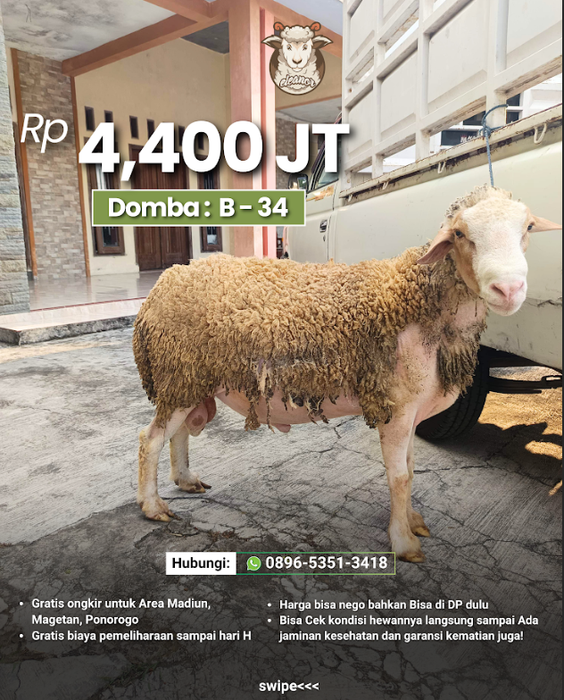 Kambing Qurban B-34
