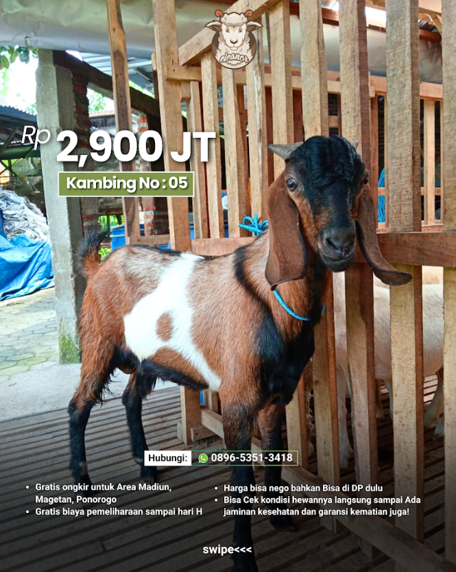 Kambing Qurban A-05