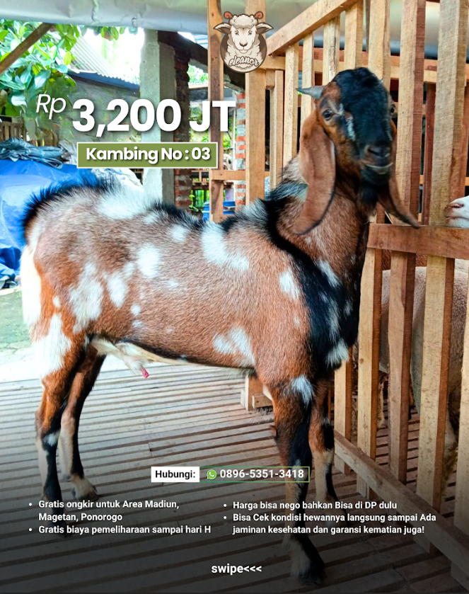Kambing Qurban A-03