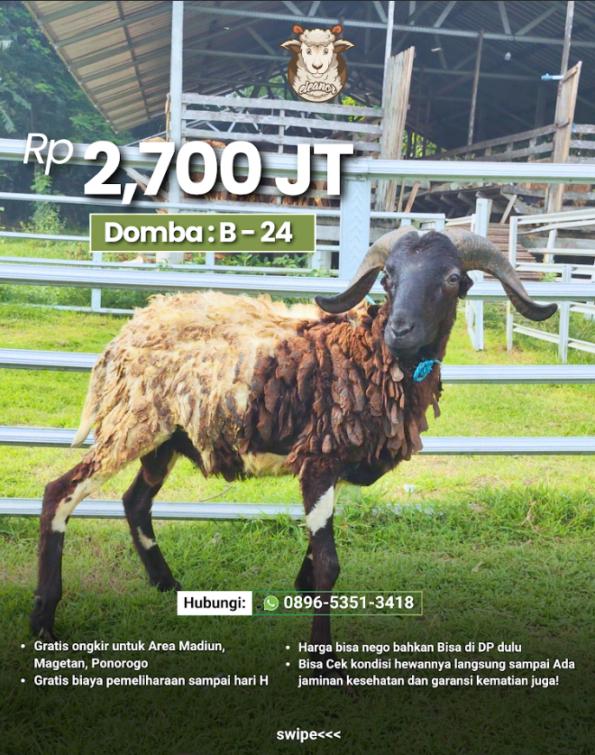 Kambing Qurban B-24