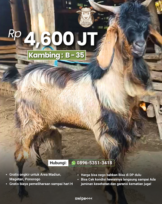 Kambing Qurban B-35
