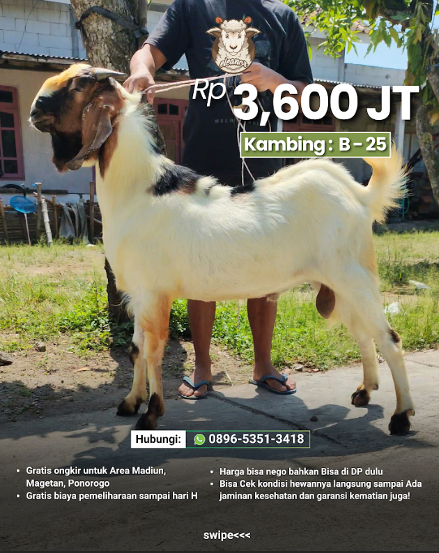 Kambing Qurban B-25