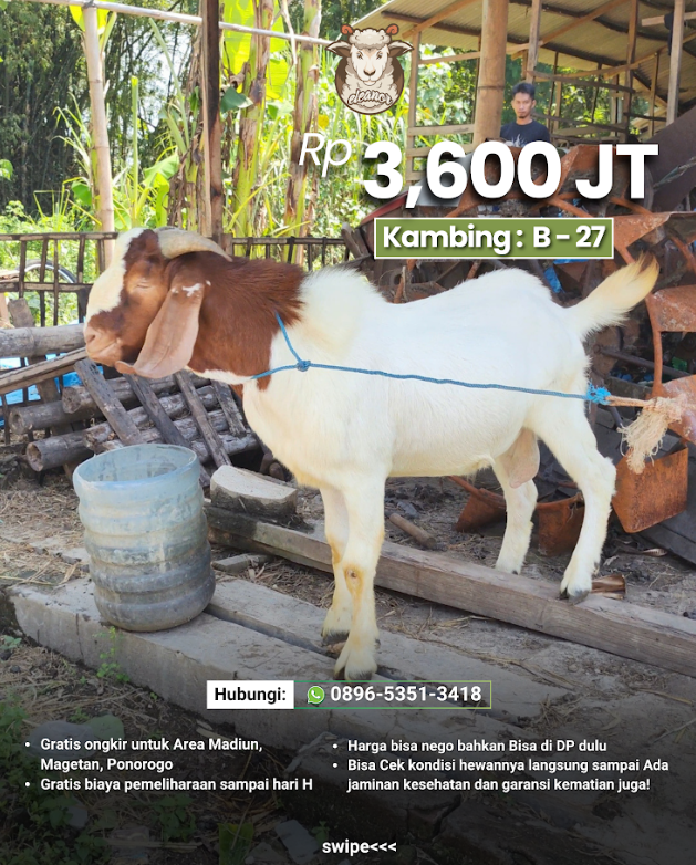 Kambing Qurban B-27