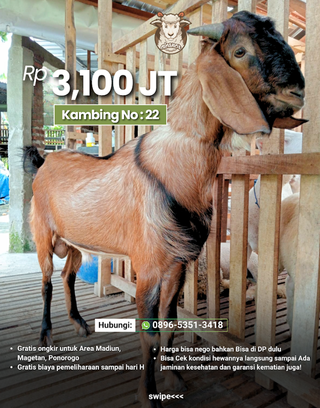 Kambing Qurban A-22
