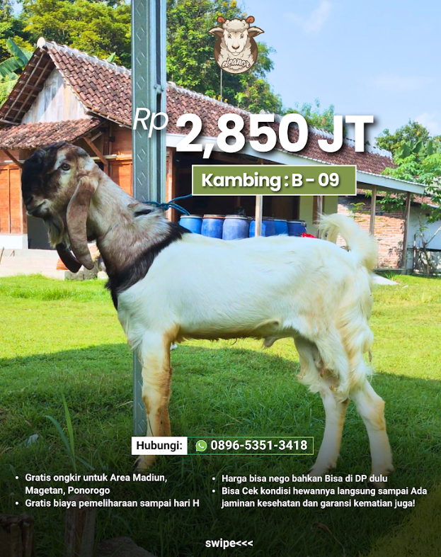 Kambing Qurban B-09