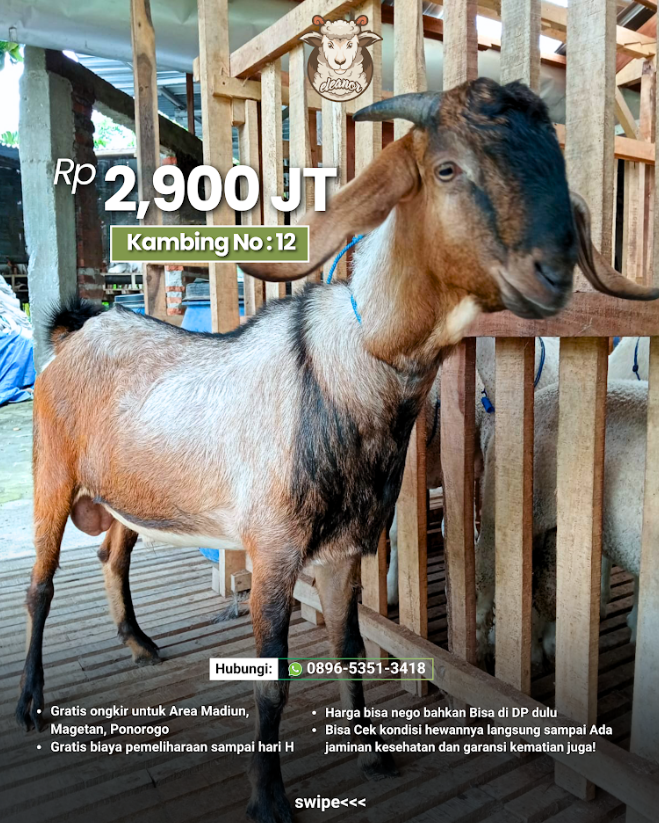 Kambing Qurban A-12