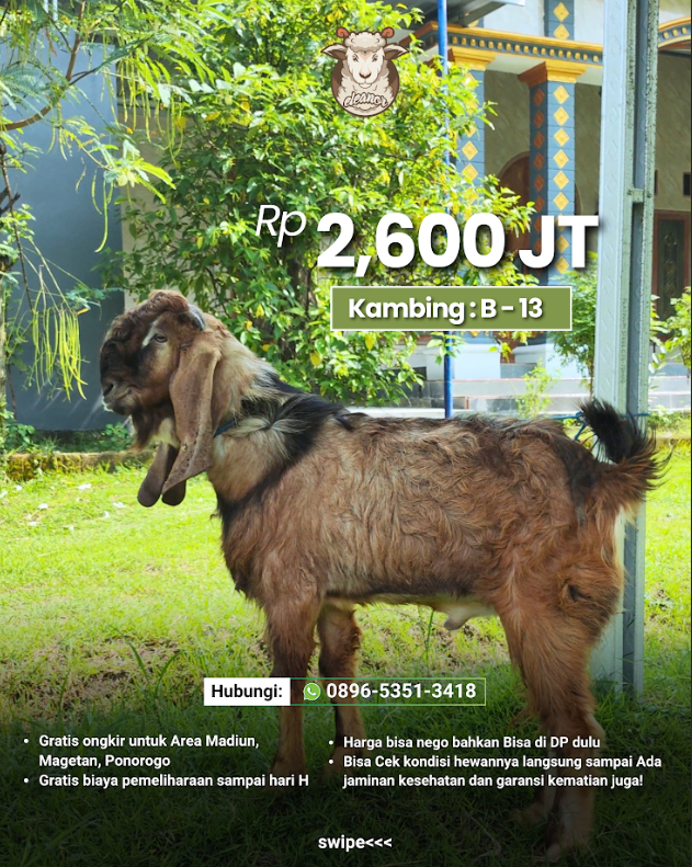 Kambing Qurban B-13