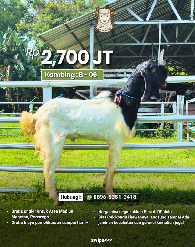 Kambing Qurban B-06