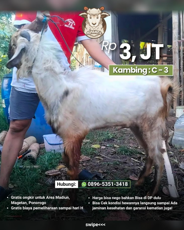Kambing Qurban C-03