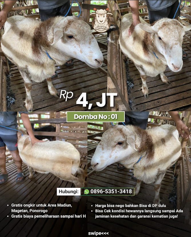 Domba Qurban 1