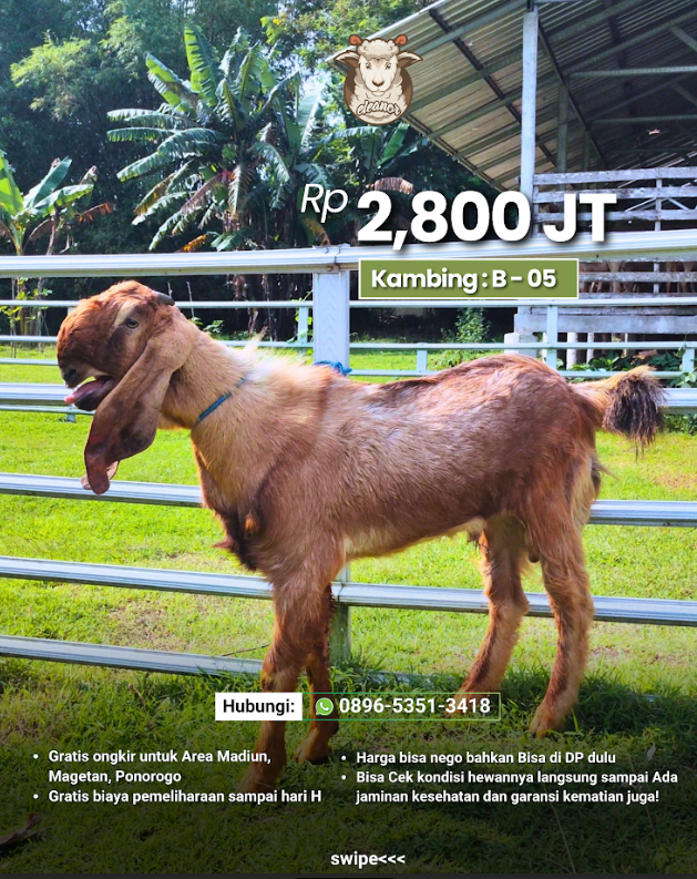 Kambing Qurban B-05