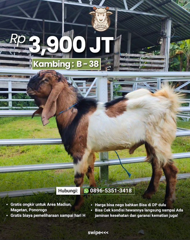 Kambing Qurban B-38