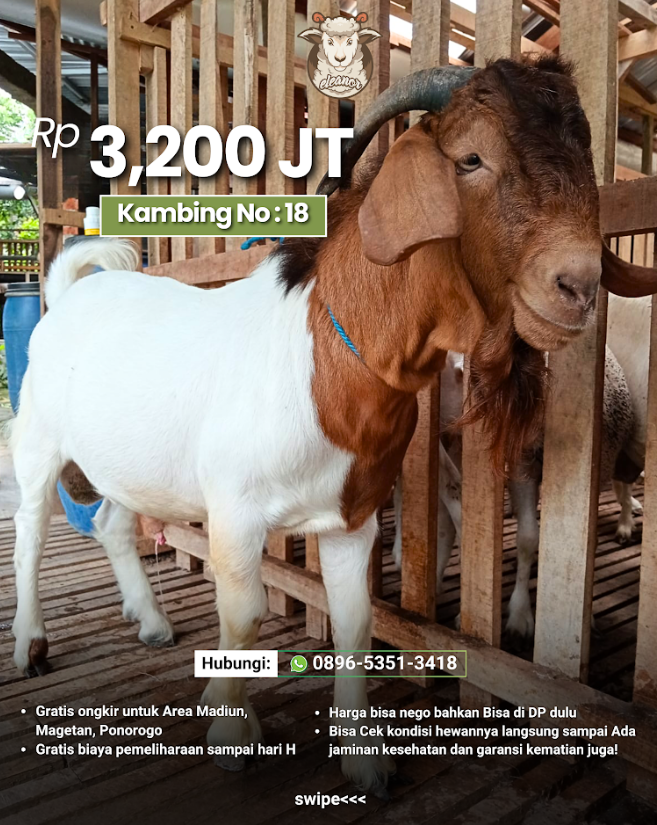 Kambing Qurban A-18