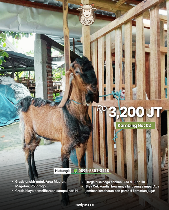 Kambing Qurban A-02
