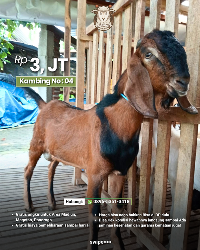 Kambing Qurban A-04