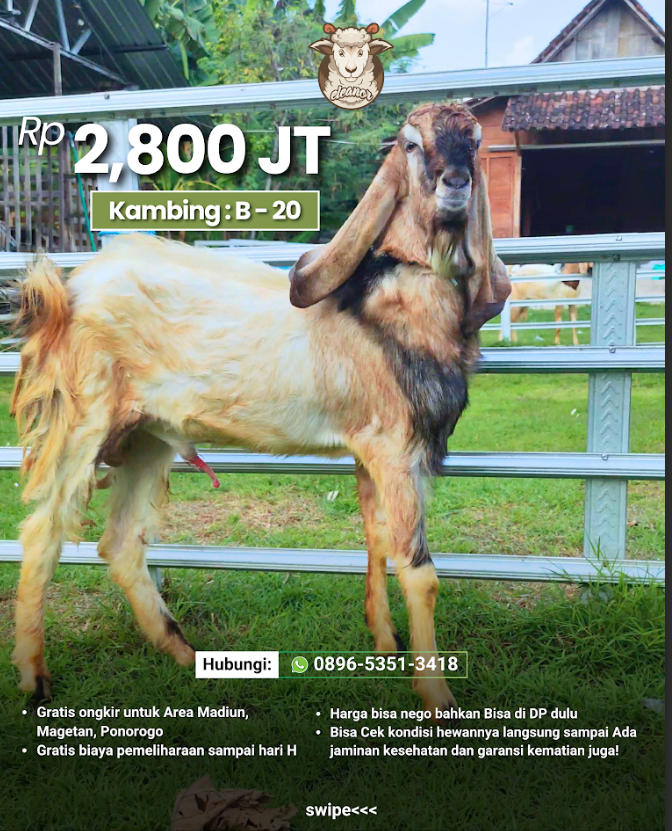 Kambing Qurban B-20