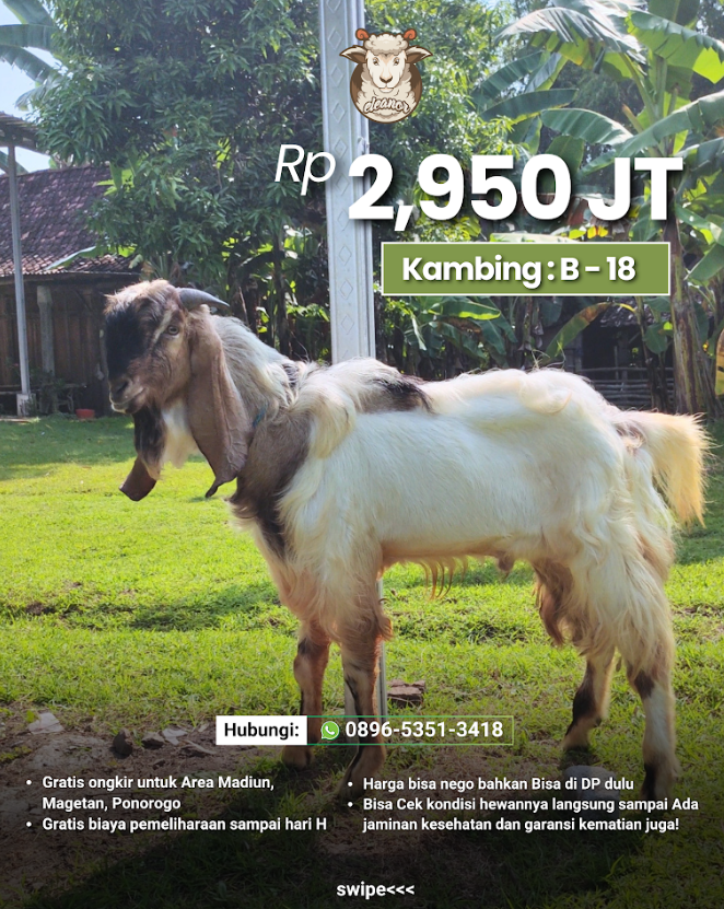 Kambing Qurban B-18