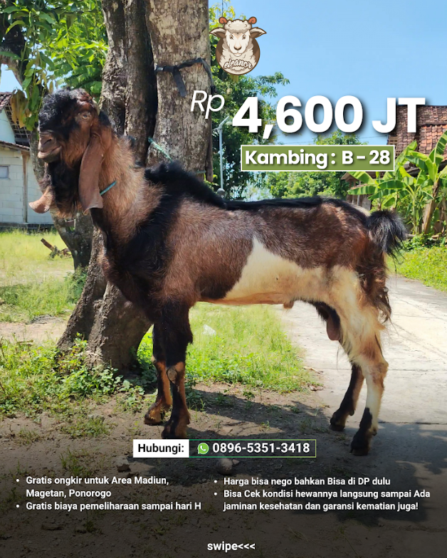 Kambing Qurban B-28 Diskon
