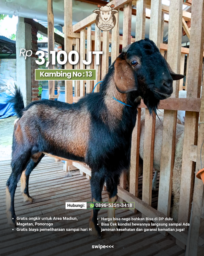 Kambing Qurban A-13