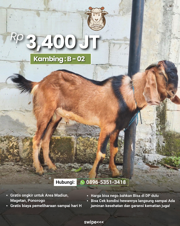 Kambing Qurban B-02