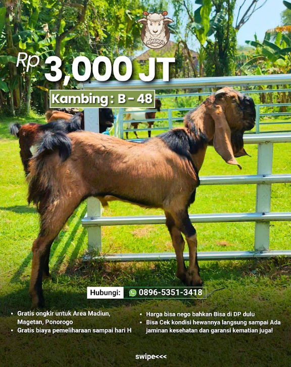 Kambing Qurban B-48
