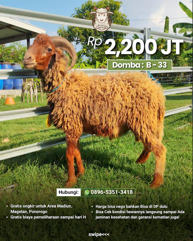 Kambing Qurban B-33