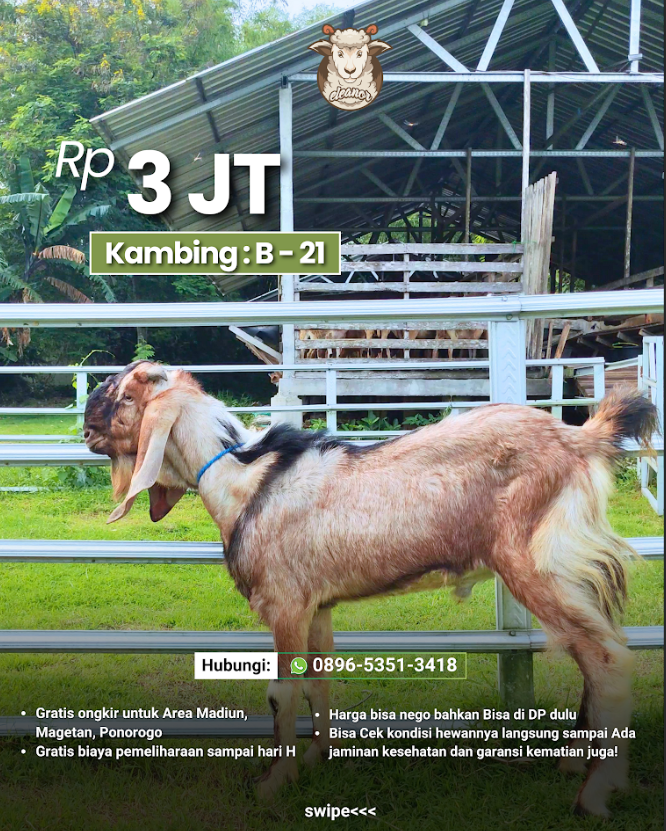 Kambing Qurban B-21
