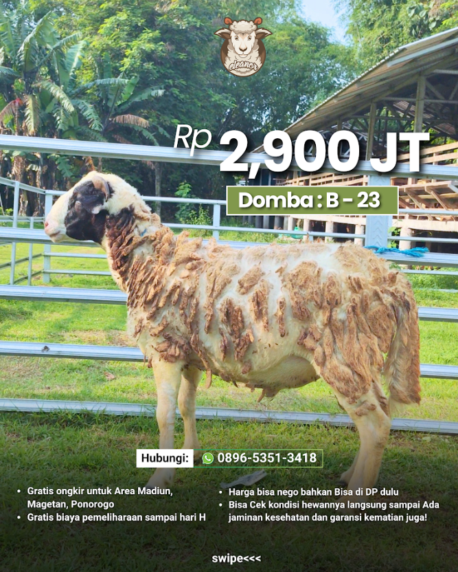 Kambing Qurban B-23