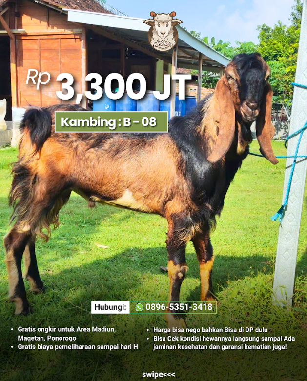 Kambing Qurban B-08