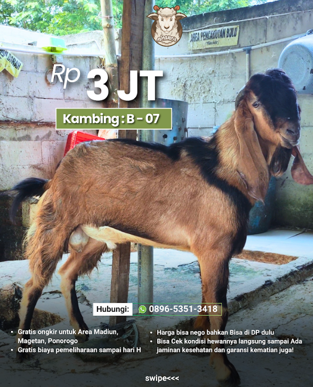 Kambing Qurban B-07