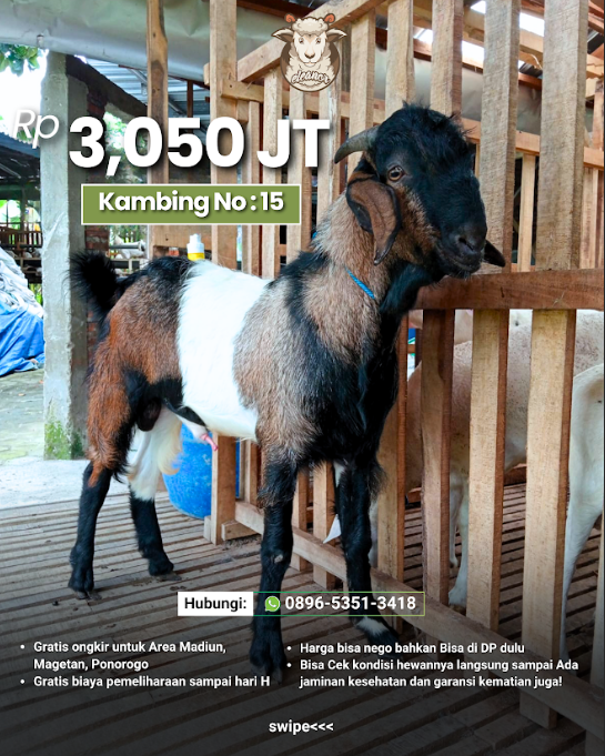 Kambing Qurban A-15