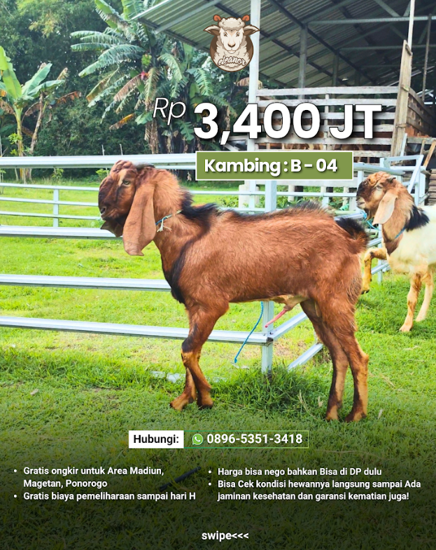 Kambing Qurban B-04