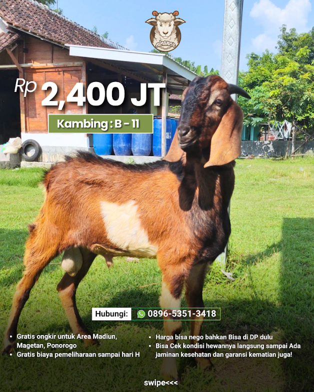 Kambing Qurban B-11