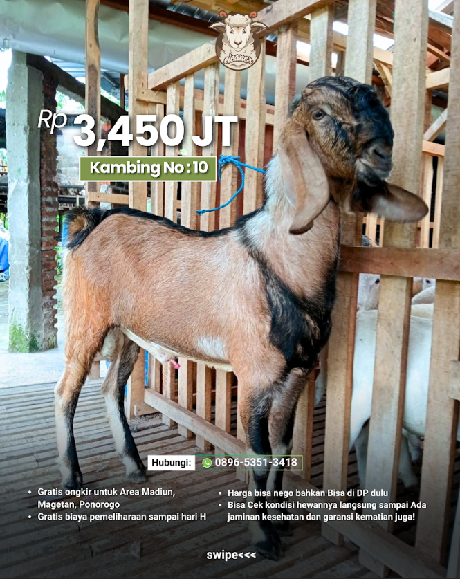 Kambing Qurban A-10