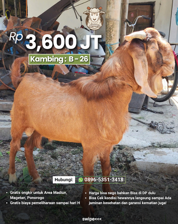 Kambing Qurban B-26