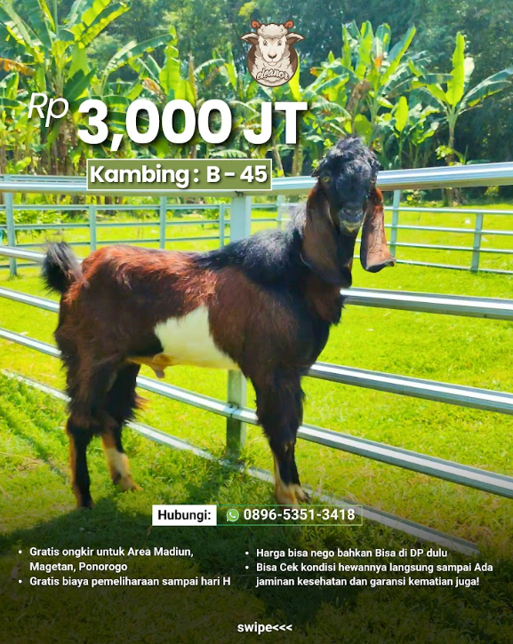 Kambing Qurban B-45